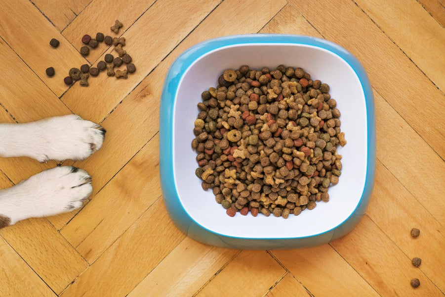 Blog post 11 : what to feed dogs ? quality dog food at any cost ? 🐶🥛🥣🤑🤔