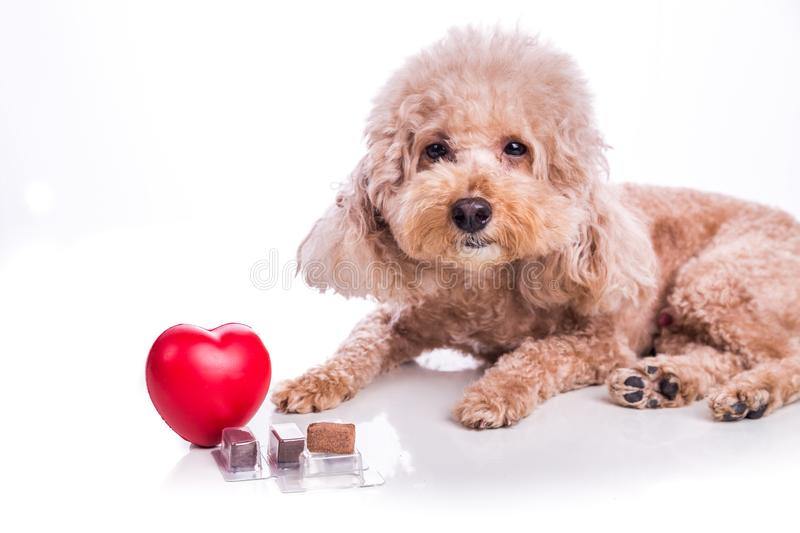 Blog post 6 : Therapy and prevention of dog heartworm symptoms ? 🐶🐛💔😖
