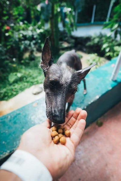 Blog post 10 : All about the common dog food allergies 🐶🥛🥣🧺🐕