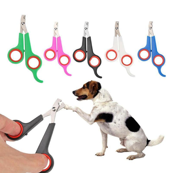 Blog post 5 : The art of clipping dog nails and coats 🐶🐾✂️🦮