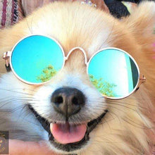 Load image into Gallery viewer, Classy dog/cat sunglasses in round shape 🤩😎😻 - PupiPlace