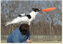 Load image into Gallery viewer, dog frisbee