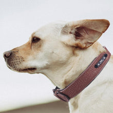 将图片加载到图库查看器，Soft Leather Dog Collars customized by dog name and phone number 🐶🦮🐩🐕‍🦺🐾 - PupiPlace
