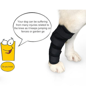 Protector brace for dog leg injury 🐶🐾🐕🐕‍🦺🚑 - PupiPlace