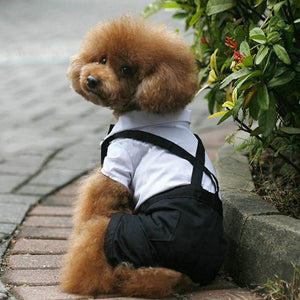 Cute wedding suit dog tuxedo 😍🐶🐾🐕‍🦺🤵‍♂️ - PupiPlace