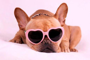 Fashion dog sunglasses shaped-heart 😍🐶💋 - PupiPlace